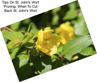 Tips On St. John\'s Wort Pruning: When To Cut Back St. John\'s Wort