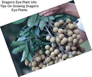 Dragon\'s Eye Plant Info: Tips On Growing Dragon\'s Eye Plants