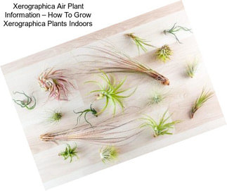 Xerographica Air Plant Information – How To Grow Xerographica Plants Indoors