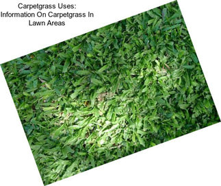 Carpetgrass Uses: Information On Carpetgrass In Lawn Areas