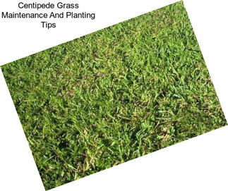 Centipede Grass Maintenance And Planting Tips