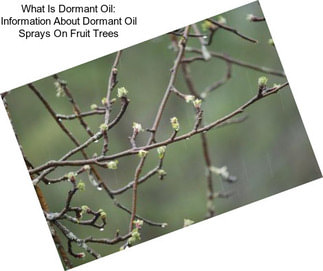 What Is Dormant Oil: Information About Dormant Oil Sprays On Fruit Trees