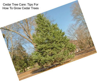 Cedar Tree Care: Tips For How To Grow Cedar Trees