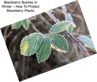 Blackberry Bushes In Winter – How To Protect Blackberry Plants