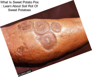 What Is Sweet Potato Pox : Learn About Soil Rot Of Sweet Potatoes