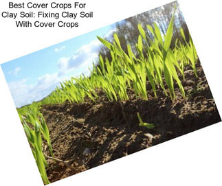 Best Cover Crops For Clay Soil: Fixing Clay Soil With Cover Crops