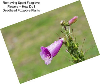 Removing Spent Foxglove Flowers – How Do I Deadhead Foxglove Plants