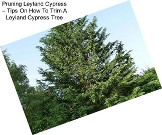 Pruning Leyland Cypress – Tips On How To Trim A Leyland Cypress Tree