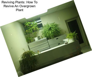 Reviving Plants: How To Revive An Overgrown Plant