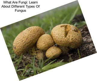 What Are Fungi: Learn About Different Types Of Fungus