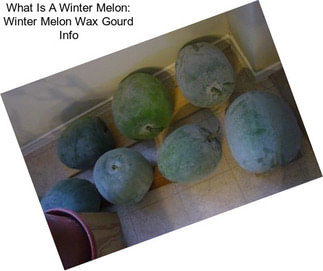 What Is A Winter Melon: Winter Melon Wax Gourd Info