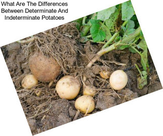 What Are The Differences Between Determinate And Indeterminate Potatoes