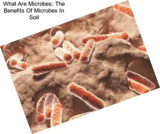 What Are Microbes: The Benefits Of Microbes In Soil