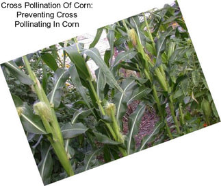Cross Pollination Of Corn: Preventing Cross Pollinating In Corn