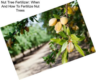 Nut Tree Fertilizer: When And How To Fertilize Nut Trees