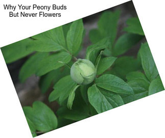 Why Your Peony Buds But Never Flowers