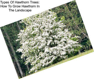 Types Of Hawthorn Trees: How To Grow Hawthorn In The Landscape