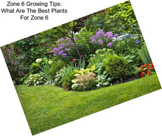 Zone 6 Growing Tips: What Are The Best Plants For Zone 6