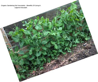 Organic Gardening Soil Inoculants – Benefits Of Using A Legume Inoculant