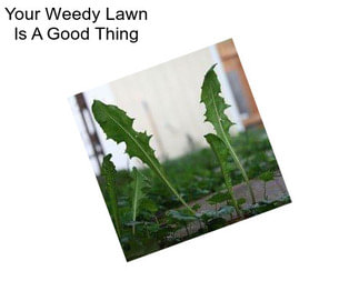 Your Weedy Lawn Is A Good Thing