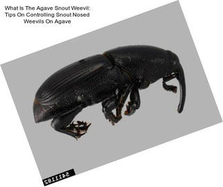 What Is The Agave Snout Weevil: Tips On Controlling Snout Nosed Weevils On Agave