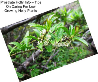Prostrate Holly Info – Tips On Caring For Low Growing Holly Plants