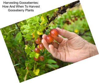 Harvesting Gooseberries: How And When To Harvest Gooseberry Plants