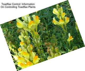 Toadflax Control: Information On Controlling Toadflax Plants