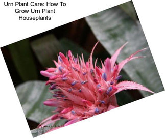 Urn Plant Care: How To Grow Urn Plant Houseplants