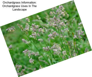 Orchardgrass Information: Orchardgrass Uses In The Landscape