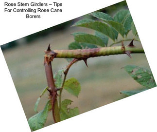 Rose Stem Girdlers – Tips For Controlling Rose Cane Borers