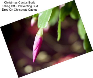 Christmas Cactus Buds Falling Off – Preventing Bud Drop On Christmas Cactus