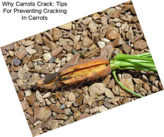 Why Carrots Crack: Tips For Preventing Cracking In Carrots