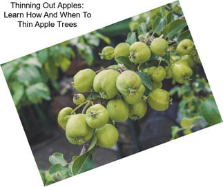Thinning Out Apples: Learn How And When To Thin Apple Trees