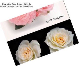 Changing Rose Color – Why Do Roses Change Color In The Garden