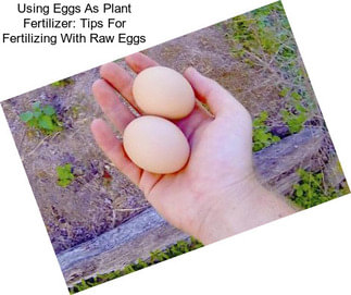 Using Eggs As Plant Fertilizer: Tips For Fertilizing With Raw Eggs