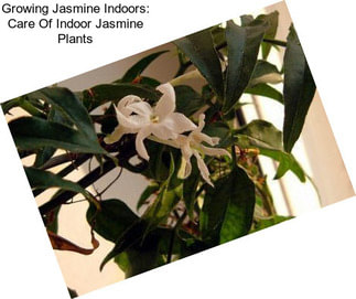 Growing Jasmine Indoors: Care Of Indoor Jasmine Plants