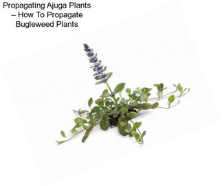 Propagating Ajuga Plants – How To Propagate Bugleweed Plants