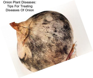 Onion Plant Diseases: Tips For Treating Diseases Of Onion