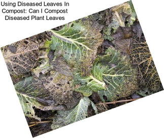 Using Diseased Leaves In Compost: Can I Compost Diseased Plant Leaves