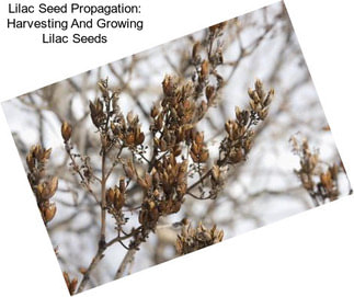 Lilac Seed Propagation: Harvesting And Growing Lilac Seeds