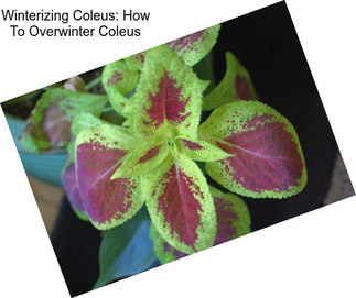 Winterizing Coleus: How To Overwinter Coleus