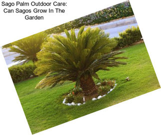 Sago Palm Outdoor Care: Can Sagos Grow In The Garden