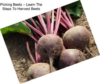 Picking Beets – Learn The Steps To Harvest Beets