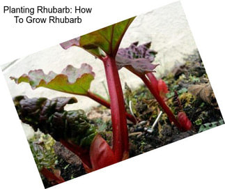 Planting Rhubarb: How To Grow Rhubarb