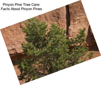 Pinyon Pine Tree Care: Facts About Pinyon Pines