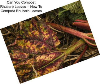 Can You Compost Rhubarb Leaves – How To Compost Rhubarb Leaves