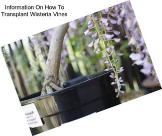 Information On How To Transplant Wisteria Vines