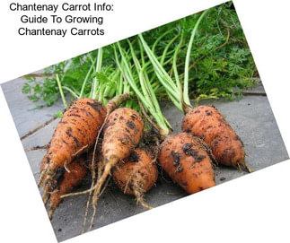 Chantenay Carrot Info: Guide To Growing Chantenay Carrots