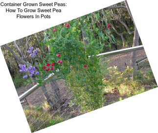 Container Grown Sweet Peas: How To Grow Sweet Pea Flowers In Pots